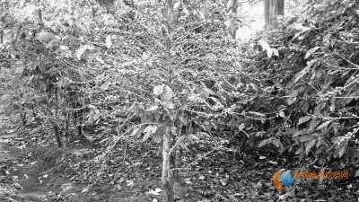哥斯達(dá)黎加一個(gè)咖啡種植園內(nèi)種植的可以抗葉銹病的咖啡品種。圖片由巴西農(nóng)業(yè)研究所提供 哥斯達(dá)黎加一個(gè)咖啡種植園內(nèi)種植的可以抗葉銹病的咖啡品種。圖片由巴西農(nóng)業(yè)研究所提供