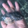 四腮鱸魚批發(fā)，四腮鱸魚價(jià)格