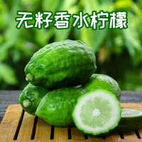 廣東香水檸檬奶茶店專用一級(jí)果無(wú)籽新鮮現(xiàn)摘皮厚香氣足